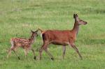 Jelen lesní (Cervus elaphus)