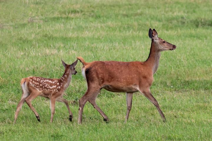 Jelen lesní (Cervus elaphus)