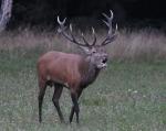 Jelen lesní (Cervus elaphus)