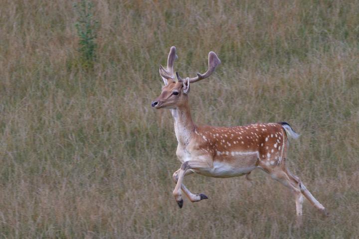 Daněk skvrnitý (Dama dama)