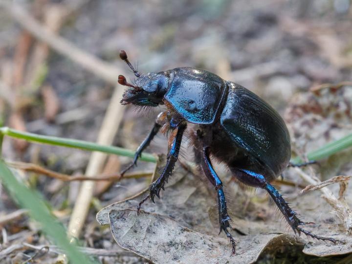 Chrobák lesní (Anoplotrupes stercorosus)