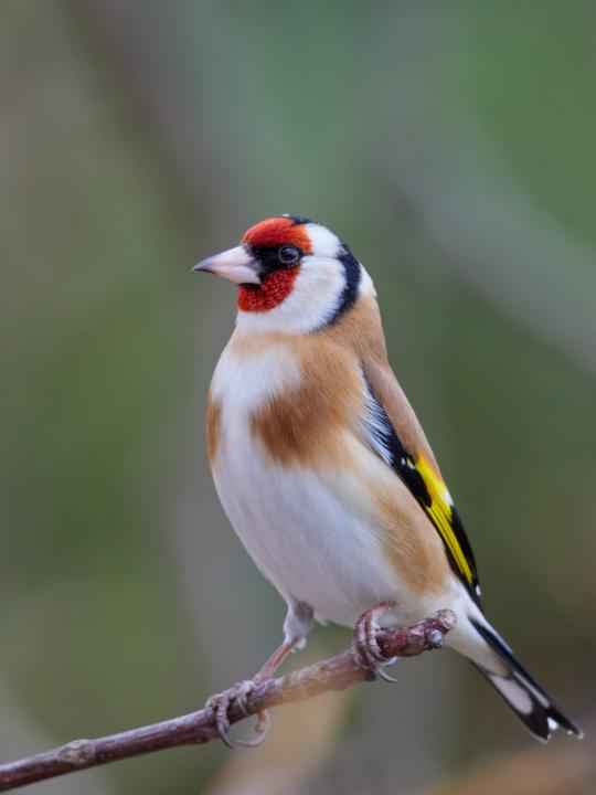 Stehlík obecný (Carduelis carduelis)