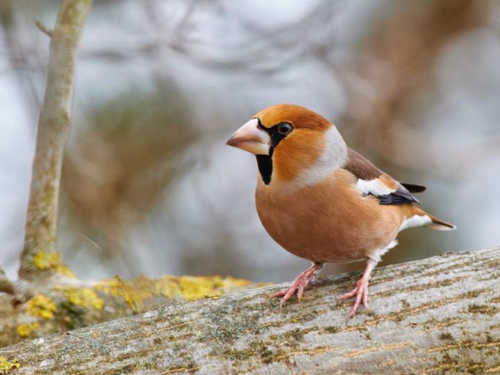 Dlask tlustozobý (Coccothraustes coccothraustes)