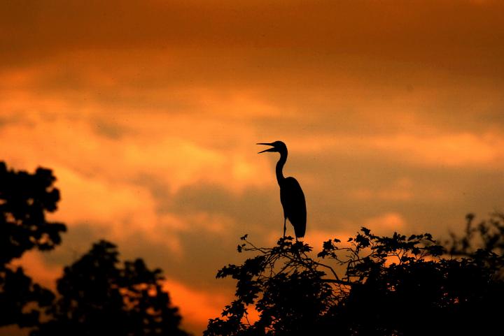 Volavka popelavá (Ardea cinerea)