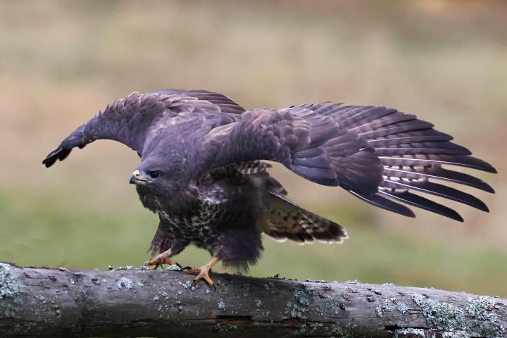 Káně lesní (Buteo buteo)