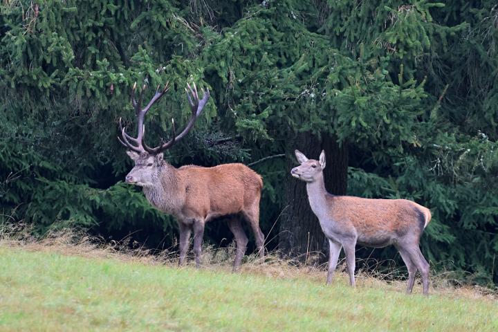 Jelen lesní (Cervus elaphus)
