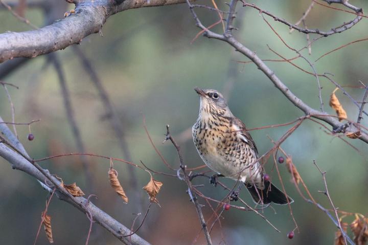 Drozd kvíčala (Turdus pilaris)