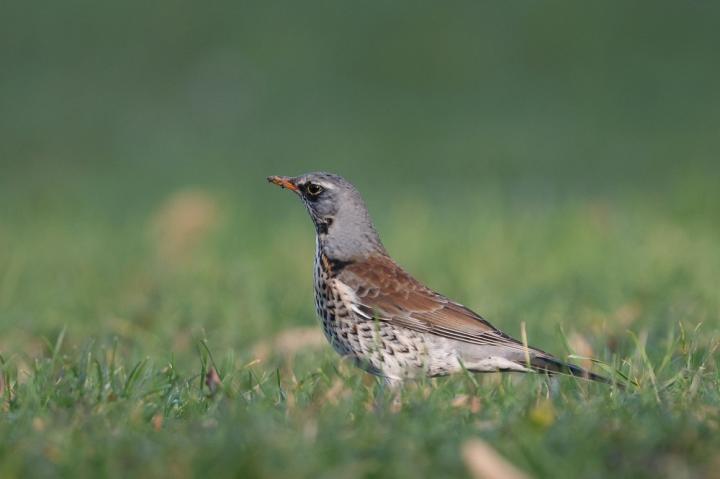 Drozd kvíčala (Turdus pilaris)