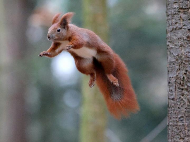 Veverka obecná (Sciurus vulgaris)