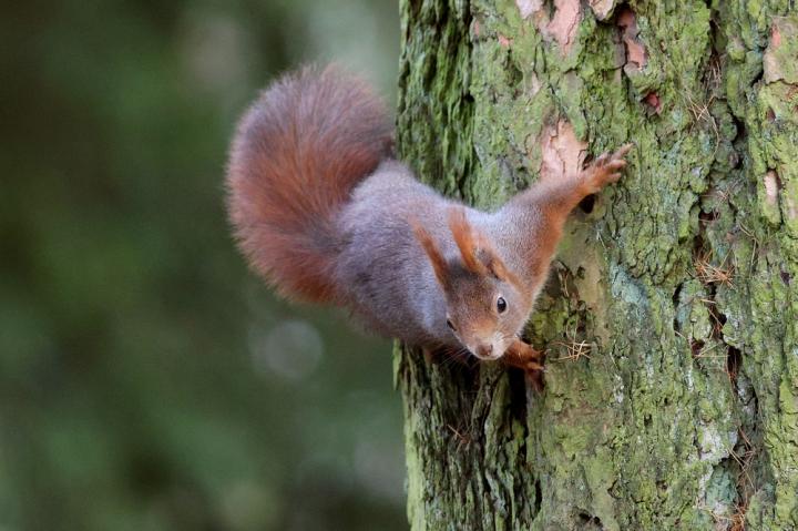 Veverka obecná (Sciurus vulgaris)