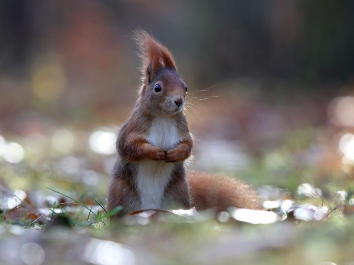 Veverka obecná (Sciurus vulgaris)