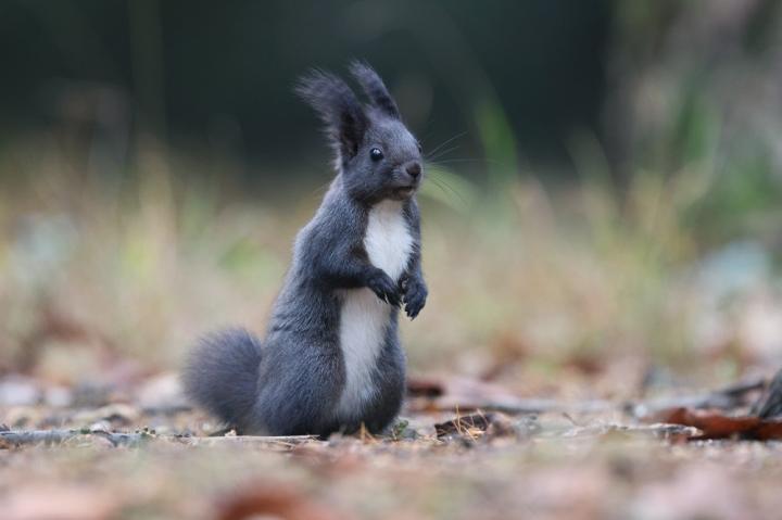 Veverka obecná (Sciurus vulgaris)