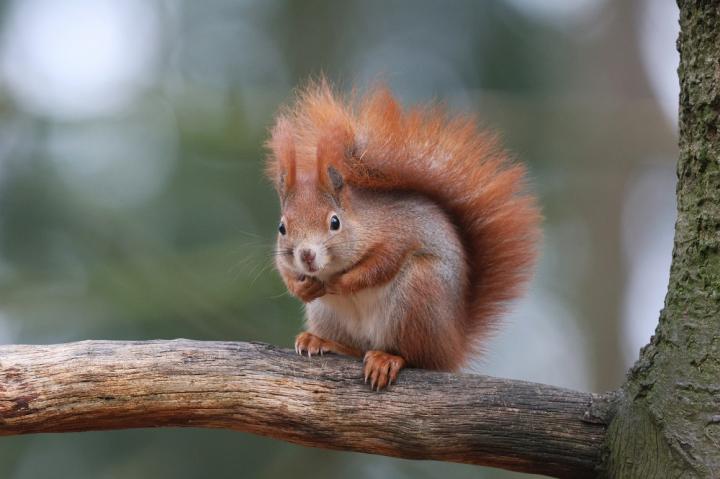 Veverka obecná (Sciurus vulgaris)