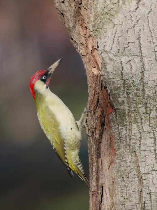 Žluna zelená (Picus viridis)