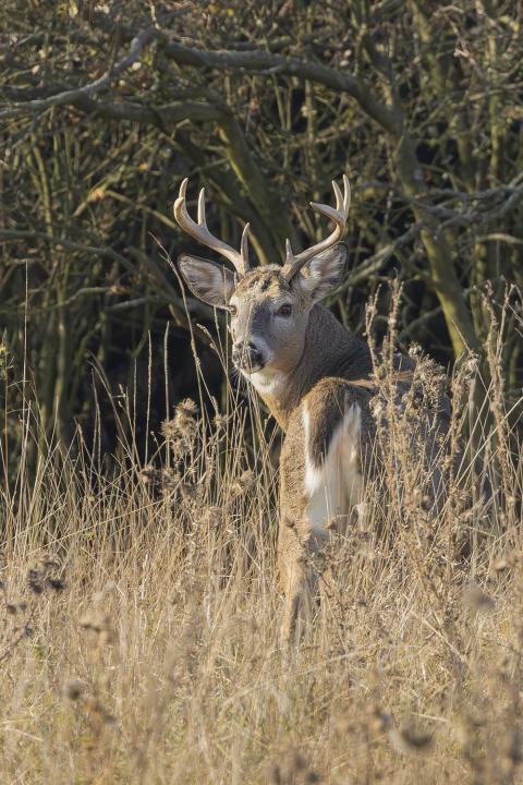 Jelenec viržinský (Odocoileus virginianus)