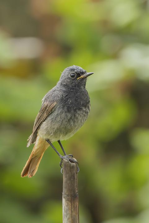 Rehek domácí (Phoenicurus ochruros)