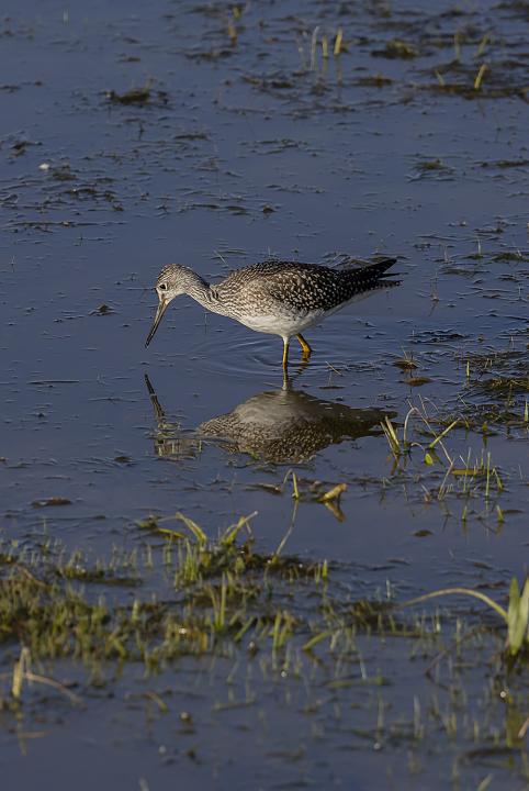 Vodouš bahenní (Tringa glareola)