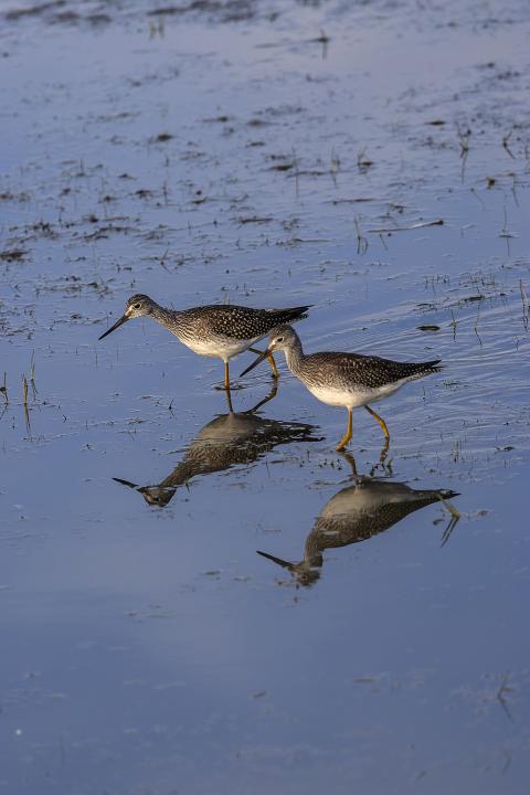 Vodouš bahenní (Tringa glareola)