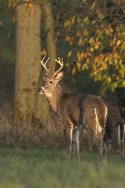 Jelenec viržinský (Odocoileus virginianus)
