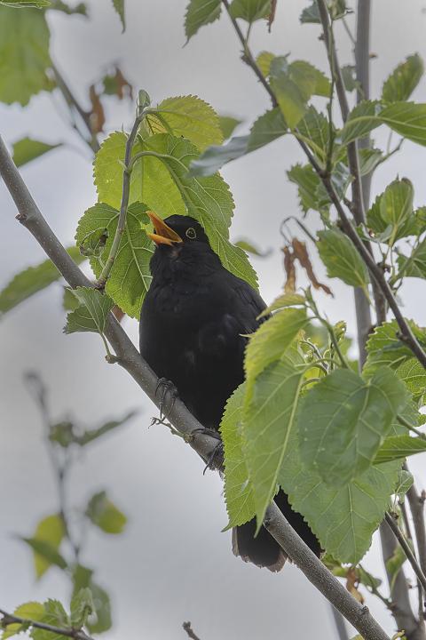 Kos černý (Turdus merula)