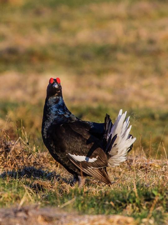 Tetřívek obecný (Tetrao tetrix)