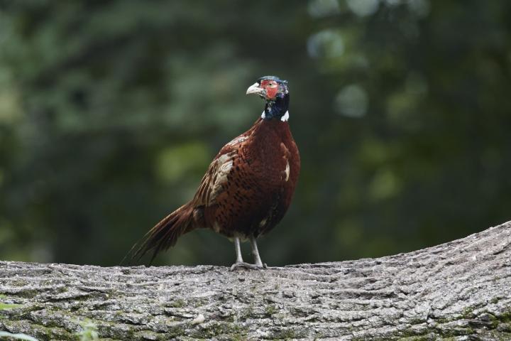 Bažant obecný (Phasianus colchicus)
