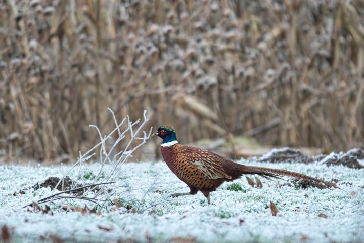 Bažant obecný (Phasianus colchicus)