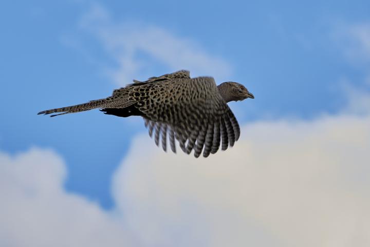 Bažant obecný (Phasianus colchicus)