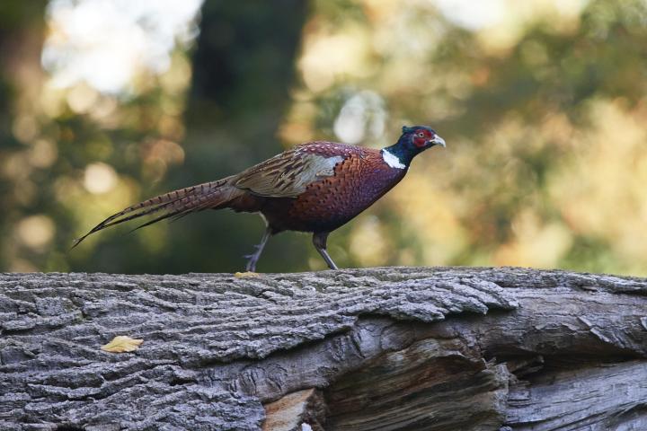 Bažant obecný (Phasianus colchicus)