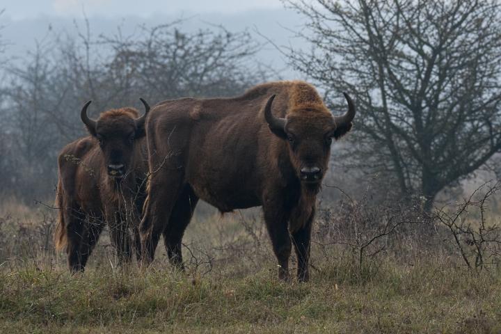 Zubr evropský (Bison bonasus)