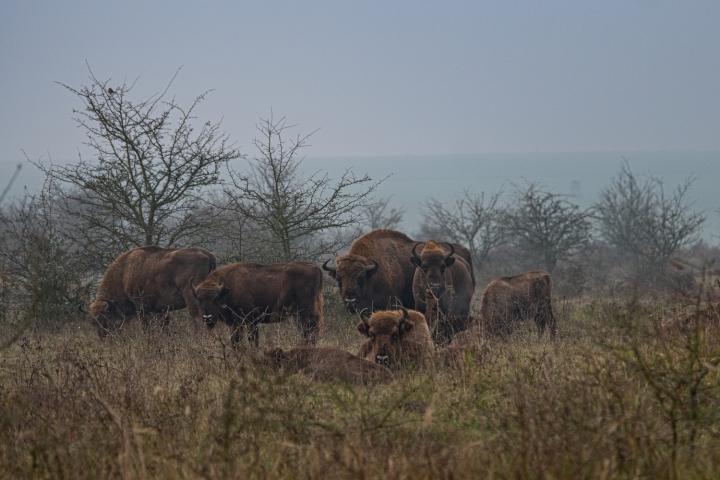 Zubr evropský (Bison bonasus)
