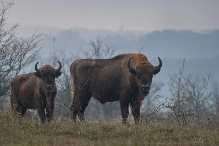 Zubr evropský (Bison bonasus)
