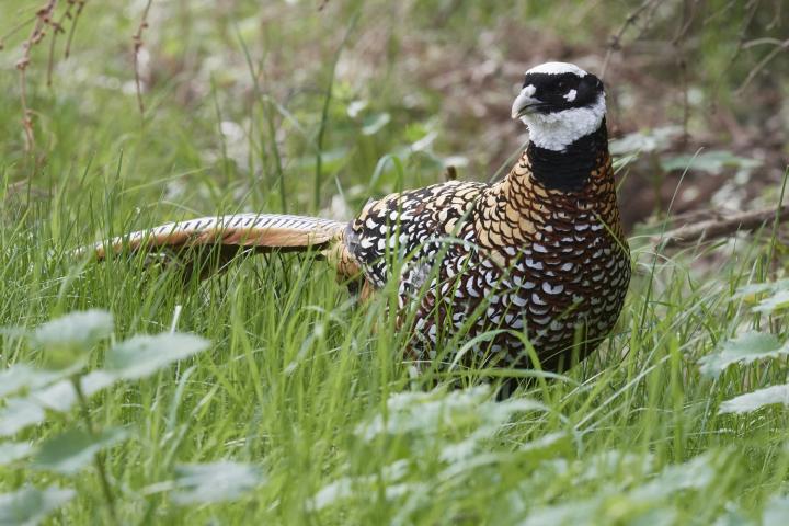 Bažant královský (Syrmaticus reevesii)