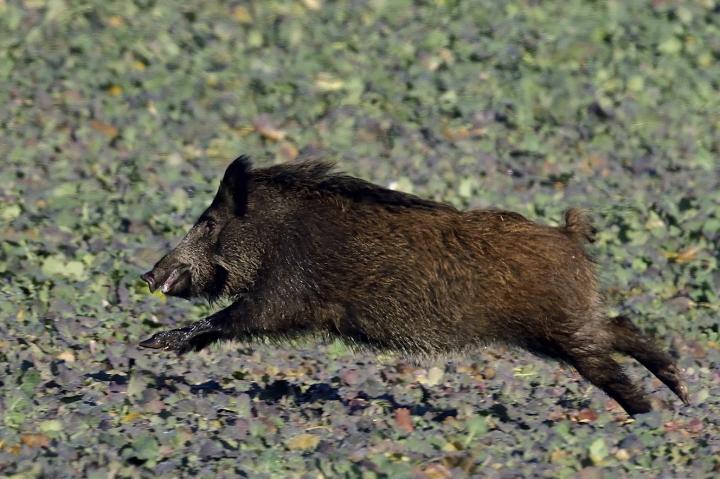  Prase divoké ( Sus scrofa)