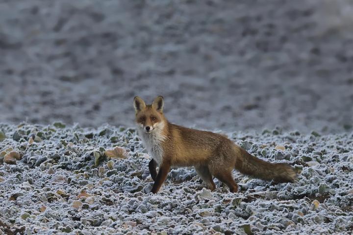  Liška obecná ( Vulpes Vulpes)