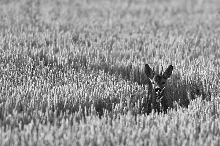  Srnec obecný ( Capreolus capreolus )