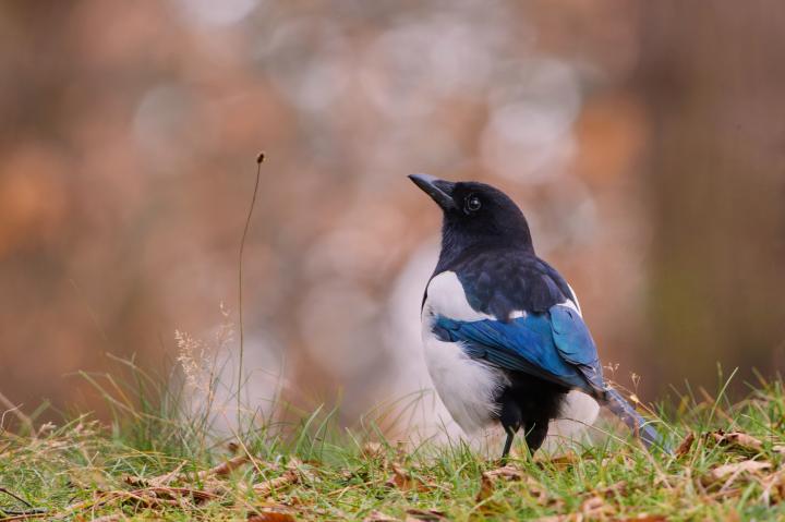 Straka obecná (Pica pica)