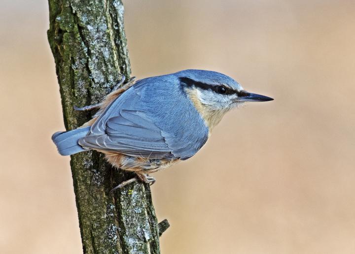Brhlík lesní (Sitta europaea)