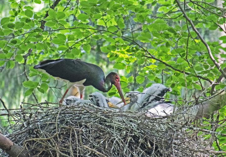 Čáp černý (Ciconia nigra)