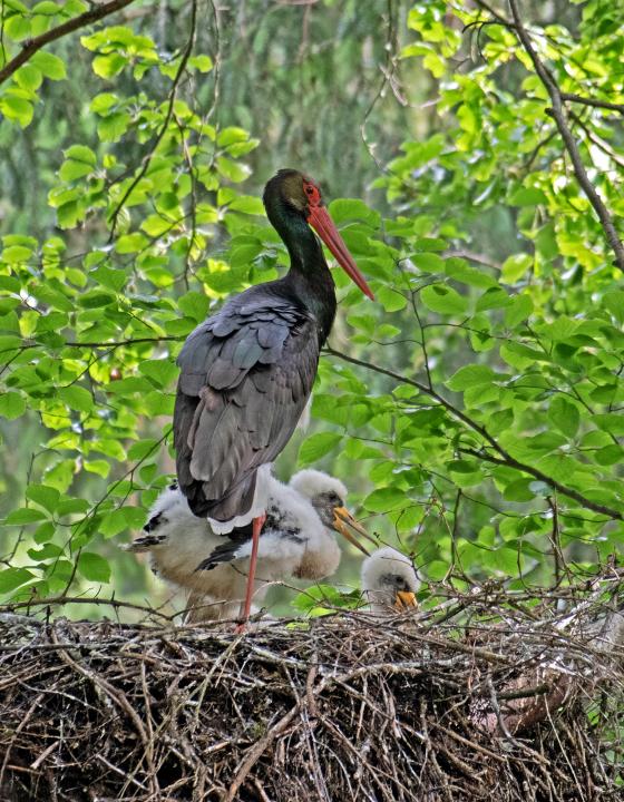 Čáp černý (Ciconia nigra)