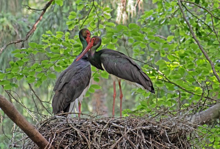 Čáp černý (Ciconia nigra)