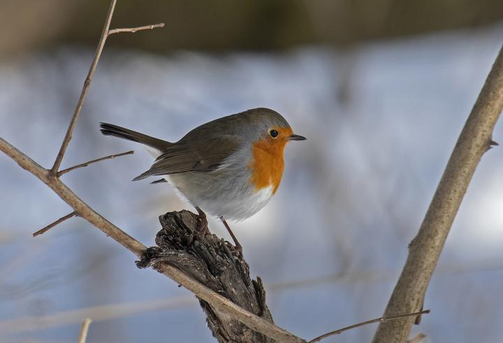 Červenka obecná (Erithacus rubecula)