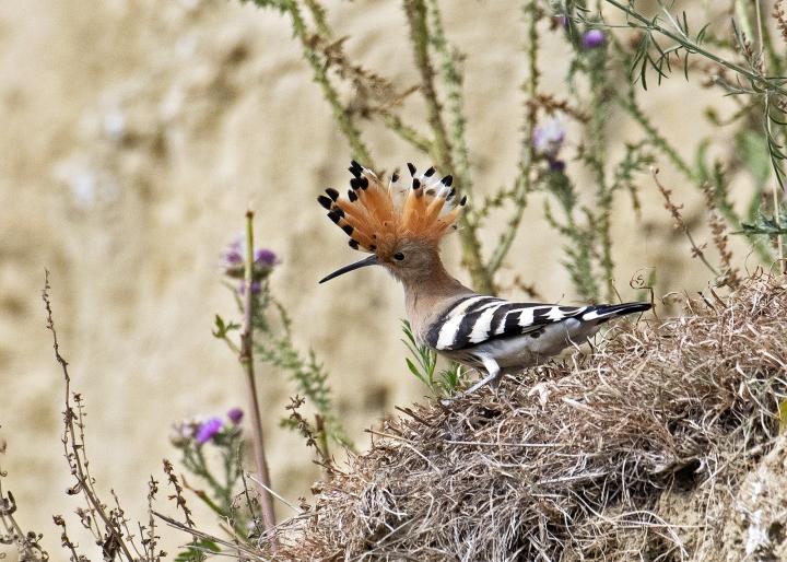 Dudek chocholatý (Upupa epops)