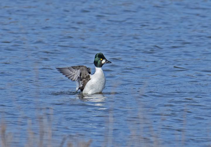 Hohol severní (Bucephala clangula)