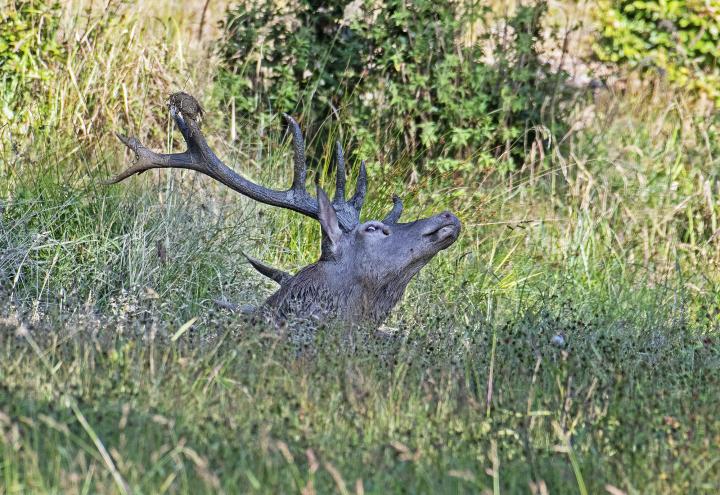 Jelen lesní (Cervus elaphus)