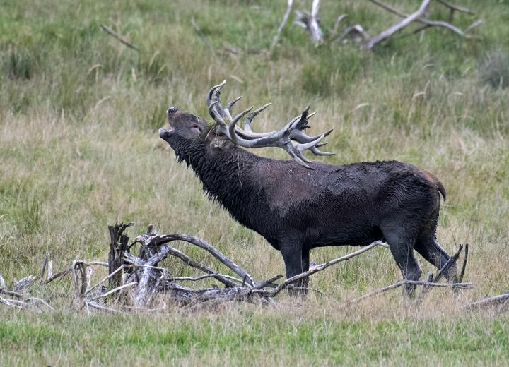 Jelen lesní (Cervus elaphus)