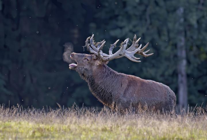 Jelen lesní (Cervus elaphus)