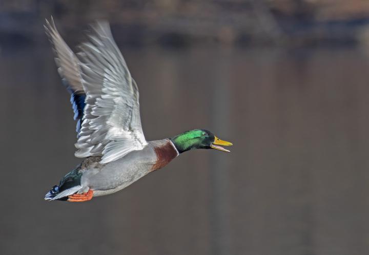  Kachna divoká ( Mallard)