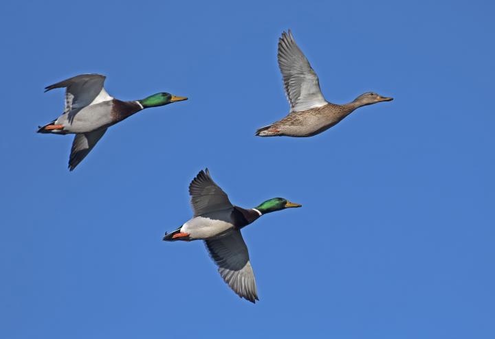  Kachna divoká ( Mallard)