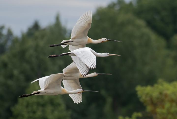 Kolpík bílý (Platalea leucorodia)